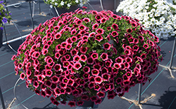 Superbells Watermelon Punch Calibrachoa (Calibrachoa 'BBCAL82402') at Lakeshore Garden Centres