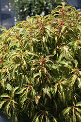 ColorBlaze Alligator Tears Coleus (Solenostemon scutellarioides 'Alligator Tears') at Lakeshore Garden Centres
