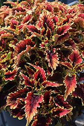 El Brighto Coleus (Solenostemon scutellarioides 'El Brighto') at Lakeshore Garden Centres
