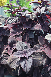 ColorBlaze Newly Noir Coleus (Solenostemon scutellarioides 'Newly Noir') at Lakeshore Garden Centres