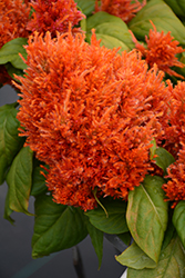 Glorious Orange Celosia (Celosia plumosa 'Glorious Orange') at Lakeshore Garden Centres