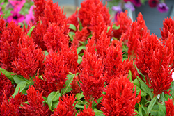 Glorious Red Celosia (Celosia plumosa 'Glorious Red') at Lakeshore Garden Centres