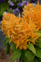 Glorious Yellow Celosia (Celosia plumosa 'Glorious Yellow') at Lakeshore Garden Centres