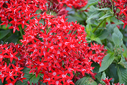 Graffiti OG Red Velvet Star Flower (Pentas lanceolata 'Graffiti OG Red Velvet') at Lakeshore Garden Centres