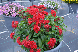 Graffiti OG Red Velvet Star Flower (Pentas lanceolata 'Graffiti OG Red Velvet') at Lakeshore Garden Centres