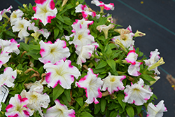 Success! HD Rose Star Petunia (Petunia 'Success! HD Rose Star') at Lakeshore Garden Centres