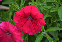 Success! Rose Petunia (Petunia 'Success! Rose') at Lakeshore Garden Centres