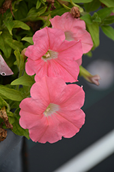 Success! Salmon Petunia (Petunia 'Success! Salmon') at Lakeshore Garden Centres