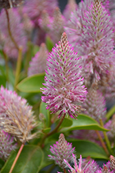 Joey Mulla Mulla (Ptilotus exaltatus 'Joey') at Lakeshore Garden Centres