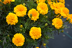 Super Hero Gold Marigold (Tagetes patula 'Super Hero Gold') at Lakeshore Garden Centres