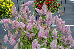 Matilda Mulla Mulla (Ptilotus exaltatus 'Matilda') at Lakeshore Garden Centres