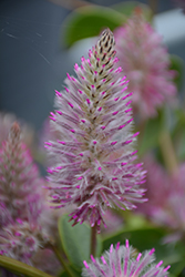Matilda Mulla Mulla (Ptilotus exaltatus 'Matilda') at Lakeshore Garden Centres