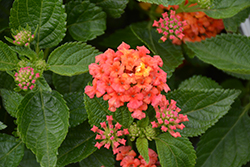Evita Red Lantana (Lantana 'Evita Red') at Lakeshore Garden Centres