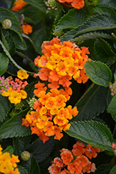 Evita Sunrise Lantana (Lantana 'Evita Sunrise') at Lakeshore Garden Centres