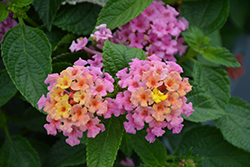Evita Pink Lantana (Lantana 'Evita Pink') at Lakeshore Garden Centres