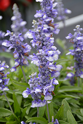 Farina Arctic Blue Salvia (Salvia farinacea 'Farina Arctic Blue') at Lakeshore Garden Centres
