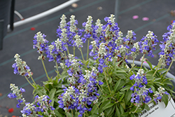 Farina Bicolor Blue Salvia (Salvia farinacea 'Farina Bicolor Blue') at Lakeshore Garden Centres