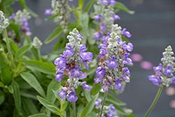 Farina Bicolor Lavender Salvia (Salvia farinacea 'Farina Bicolor Lavender') at Lakeshore Garden Centres
