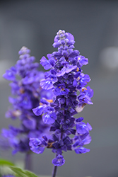Farina Blue Salvia (Salvia farinacea 'Farina Blue') at Lakeshore Garden Centres