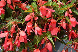 Groovy Rose Begonia (Begonia boliviensis 'Groovy Rose') at Lakeshore Garden Centres