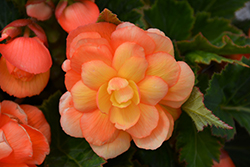 Illumination Apricot Shades Begonia (Begonia 'Illumination Apricot Shades') at Lakeshore Garden Centres