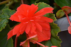 Illumination Rose Begonia (Begonia 'Illumination Rose') at Lakeshore Garden Centres
