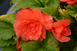 Illumination Salmon Pink Begonia (Begonia 'Illumination Salmon Pink') at Lakeshore Garden Centres