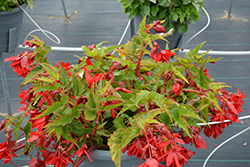 Illumination Scarlet Begonia (Begonia 'Illumination Scarlet') at Lakeshore Garden Centres