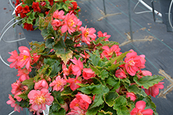 Nonstop Joy Rose Picotee Begonia (Begonia 'Nonstop Joy Rose Picotee') at Lakeshore Garden Centres