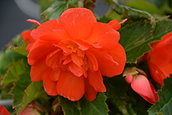 Nonstop Sunset Begonia (Begonia 'Nonstop Sunset') at Lakeshore Garden Centres