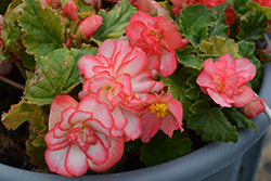 Nonstop Rose Picotee Begonia (Begonia 'Nonstop Rose Picotee') at Lakeshore Garden Centres