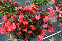 Big Deep Rose Bronze Leaf Begonia (Begonia 'Big Deep Rose Bronze Leaf') at Lakeshore Garden Centres