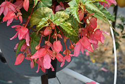 Funky Light Pink Begonia (Begonia 'Funky Light Pink') at Lakeshore Garden Centres