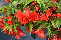 Funky Orange Begonia (Begonia 'Funky Orange') at Lakeshore Garden Centres