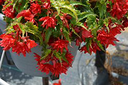 Funky Red Begonia (Begonia 'Funky Red') at Lakeshore Garden Centres