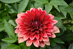 Lubega Power Red Dahlia (Dahlia 'Lubega Power Red') at Lakeshore Garden Centres