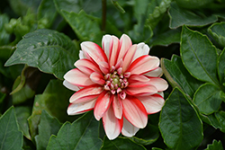 Lubega Power Red White Dahlia (Dahlia 'Lubega Power Red White') at Lakeshore Garden Centres