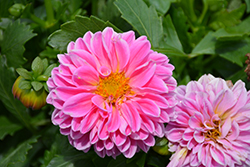 Lubega Power Rose Dahlia (Dahlia 'Lubega Power Rose') at Lakeshore Garden Centres
