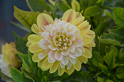 Lubega Power Tricolor Dahlia (Dahlia 'Lubega Power Tricolor') at Lakeshore Garden Centres