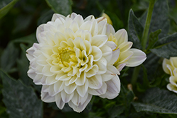 Lubega Power White Lilac Frost Dahlia (Dahlia 'Lubega Power White Lilac Frost') at Lakeshore Garden Centres