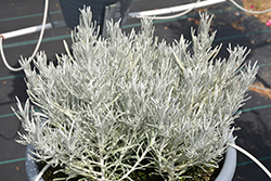 Silverball Curry Plant (Helichrysum stoechas 'Silverball') at Lakeshore Garden Centres