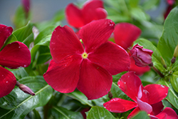 Titan Cranberry Vinca (Catharanthus roseus 'PAS1537843') at Lakeshore Garden Centres