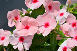 Titan Apricot Vinca (Catharanthus roseus 'Titan Apricot') at Lakeshore Garden Centres