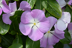 Titan Lavender Blue Halo Vinca (Catharanthus roseus 'Titan Lavender Blue Halo') at Lakeshore Garden Centres
