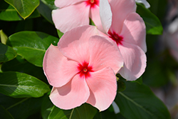 Valiant Apricot Vinca (Catharanthus roseus 'Valiant Apricot') at Lakeshore Garden Centres