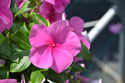 Valiant Lilac Vinca (Catharanthus roseus 'Valiant Lilac') at Lakeshore Garden Centres