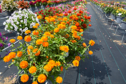 Zahara Double Bright Orange Zinnia (Zinnia 'Zahara Double Bright Orange') at Lakeshore Garden Centres
