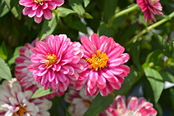 Zahara Double Raspberry Ripple Zinnia (Zinnia 'Zahara Double Raspberry Ripple') at Lakeshore Garden Centres