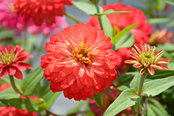 Dreamland Coral Zinnia (Zinnia 'Dreamland Coral') at Lakeshore Garden Centres
