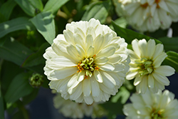 Zahara Double White Zinnia (Zinnia 'Zahara Double White') at Lakeshore Garden Centres